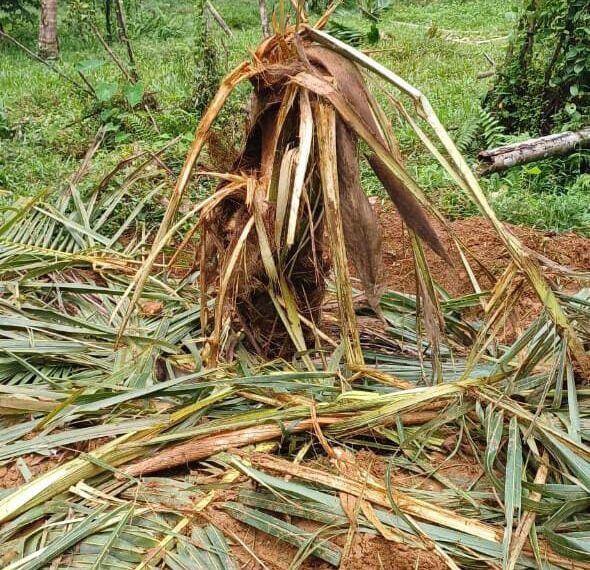 നിടുംപൊയില്‍ ചെക്യേരി മേഖലയില്‍ വീണ്ടും കാട്ടാനയിറങ്ങി വ്യാപക കൃഷി നാശം