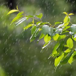 അതിതീവ്ര മഴ; 8 ജില്ലകളില്‍ റെഡ് അലേര്‍ട്ട്, 4 ജില്ലകളില്‍ ഓറഞ്ച് അലേര്‍ട്ട്