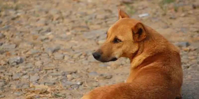 തെരുവുനായയുടെ കടിയേറ്റ് ഒരാള്‍ക്ക് പരിക്ക്