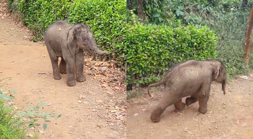 വയനാട് തിരുനെല്ലി മുള്ളന്‍കൊല്ലിയില്‍ പരുക്കേറ്റ കുട്ടിയാന നാട്ടിലിറങ്ങി;പിടികൂടി ശുശ്രൂഷ നല്‍കി ആര്‍ആര്‍ടി സംഘം