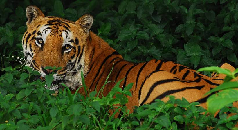 വയനാട്ടില്‍ കടുവ ആക്രമണത്തില്‍ വയോധികന്‍ കൊല്ലപ്പെട്ടു