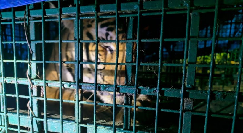 വയനാട് വണ്ടിക്കടവിലെ ആളെക്കൊല്ലി കടുവ കൂട്ടിലായി