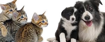 പെറ്റ് ഷോപ്പുകൾക്ക് ഇനി റജിസ്ട്രേഷൻ നിർബന്ധം