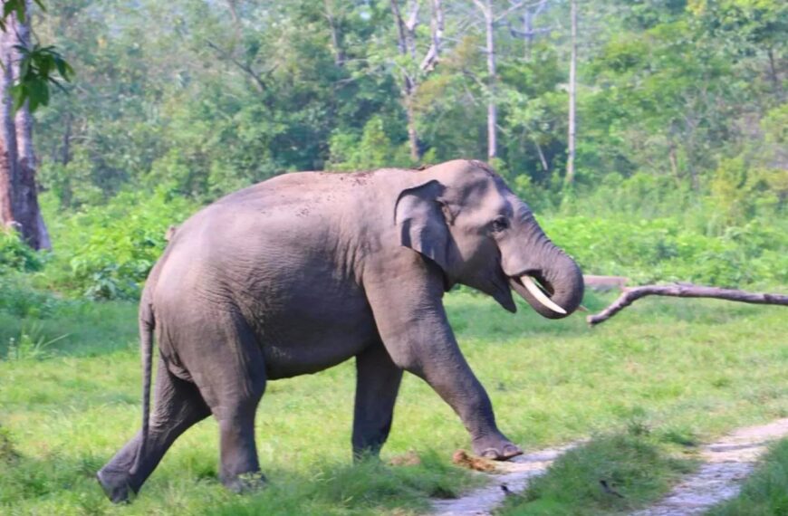 വയനാട്ടില്‍ വീണ്ടും കാട്ടാന ആക്രമണം; വയോധികയ്ക്ക് ദാരുണാന്ത്യം