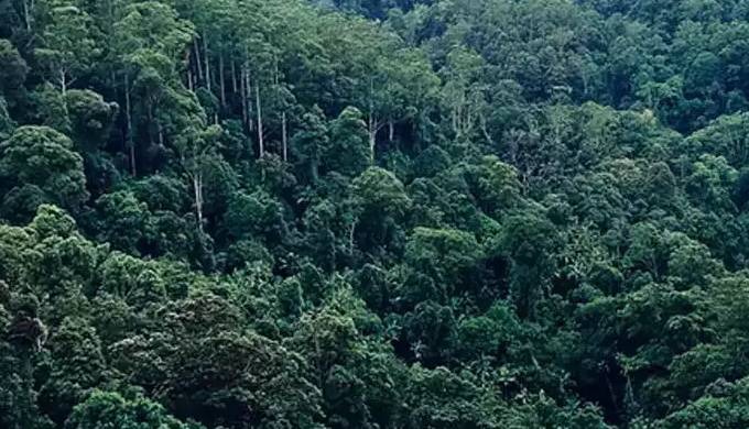 കടുവകളുടെ എണ്ണം എടുക്കാന്‍ പോയി കാണാതായ വനം വകുപ്പ് ഉദ്യോഗസ്ഥരെ കണ്ടെത്തി