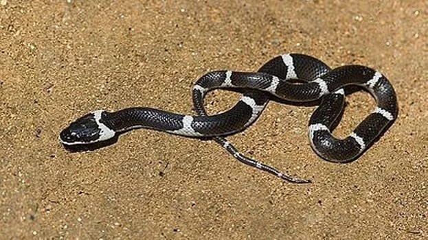 കുറ്റ്യാടിയില്‍ വീടിനുള്ളില്‍ അഞ്ച് വിഷപ്പാമ്പുകളെ കണ്ടെത്തി