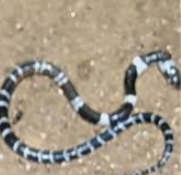 പാമ്പുകടിയേറ്റ് 8 വയസുകാരന്‍ മരിച്ച സംഭവം വീടിന്റെ തറ പൊളിച്ച് നടത്തിയ പരിശോധനയില്‍ പാമ്പിന്റെ ഉറവിടം കണ്ടെത്താനായില്ല