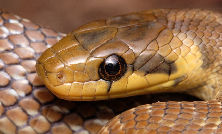 പാമ്പുകടി ഭീതിയില്‍ കേരളം