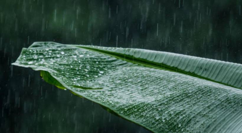 വരും മണിക്കൂറുകളില്‍ കേരളത്തിലെ എല്ലാ ജില്ലകളിലും കനത്ത മഴയ്ക്കും ശക്തമായ കാറ്റിനും സാധ്യത; 7 ജില്ലകളില്‍ യെല്ലോ അലേര്‍ട്ട്